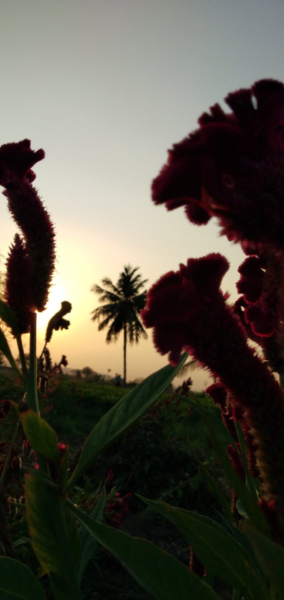 RoyalMahi7's tweet photo. #SunSet 🌇
Shot on @Vivo_India #V11Pro
#NaturalPhotography📸 https://t.co/e5Bia7NFwk