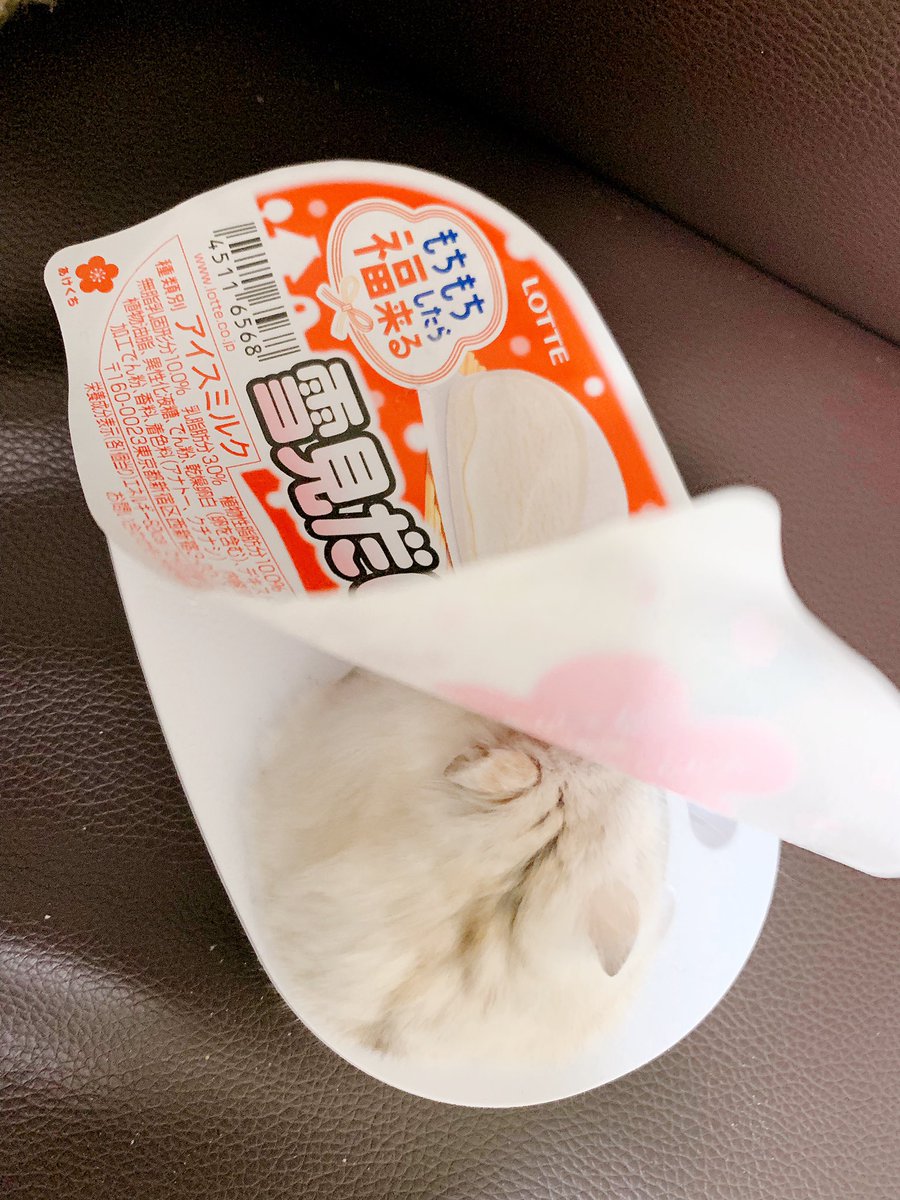 sanama357's tweet photo. #ハムスターのいる生活 https://t.co/Hz0vZceY2s