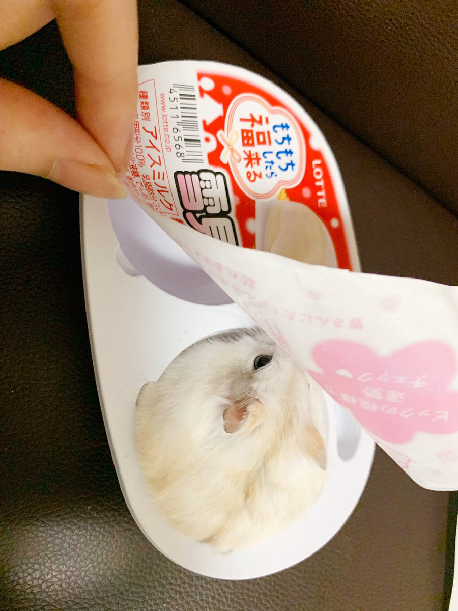 sanama357's tweet photo. #ハムスターのいる生活 https://t.co/Hz0vZceY2s