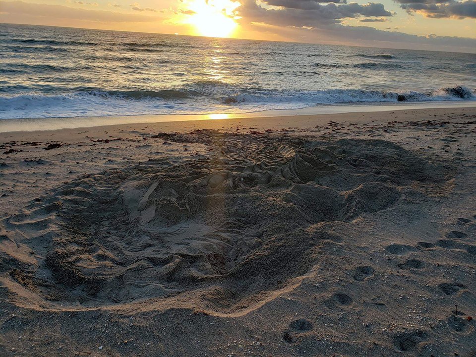 SeaChange33477's tweet photo. .@CICTMAR @A_W_Global @bulgood The big girls have arrived! First leatherback sea turtle nest of the season - on the 9.5 miles LMC monitors - was found near Jupiter Inlet Colony. In two months we’ll be looking for these little bitsies to emerge from the nest! 📸nest picture: LMC https://t.co/g5rH4c3qlH