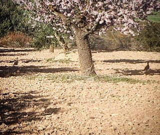 ArassaTRural's tweet photo. La primavera s'acosta. Parelles de perdius campant per sobre dels terrossos.

#perdius #alectorisrufa

#arassacasarural #rocafortdequeralt #concadebarbera #turismerural #casarural #rutadelcister #GR175 https://t.co/pzEFTmUpBF