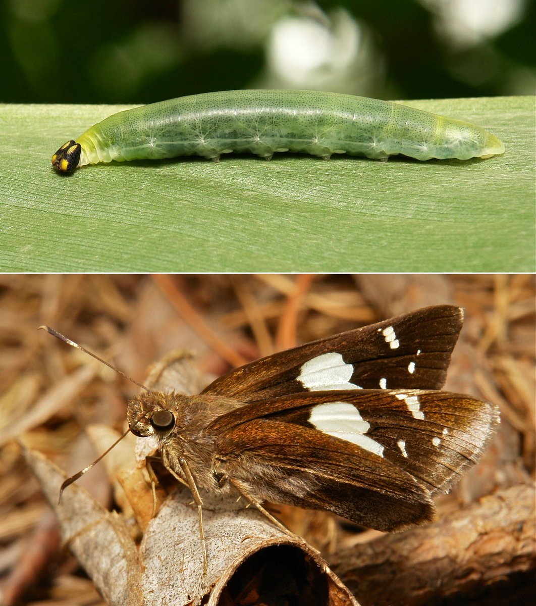  #METAMORPHOSIS - Restricted Demon (Notocrypta curvifascia, Hesperiidae) https://flic.kr/p/2eM2x2k  #insect  #China  #Yunnan  #Lepidoptera  #entomology  #butterfly  #skipper