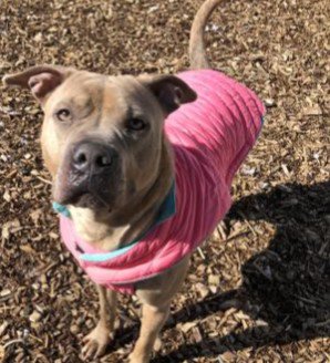 cthumane's tweet photo. Sage is over this winter weather. #SpringWhereAreYou #JacketModel #AdoptMe #CThumane https://t.co/rmV70IINi7