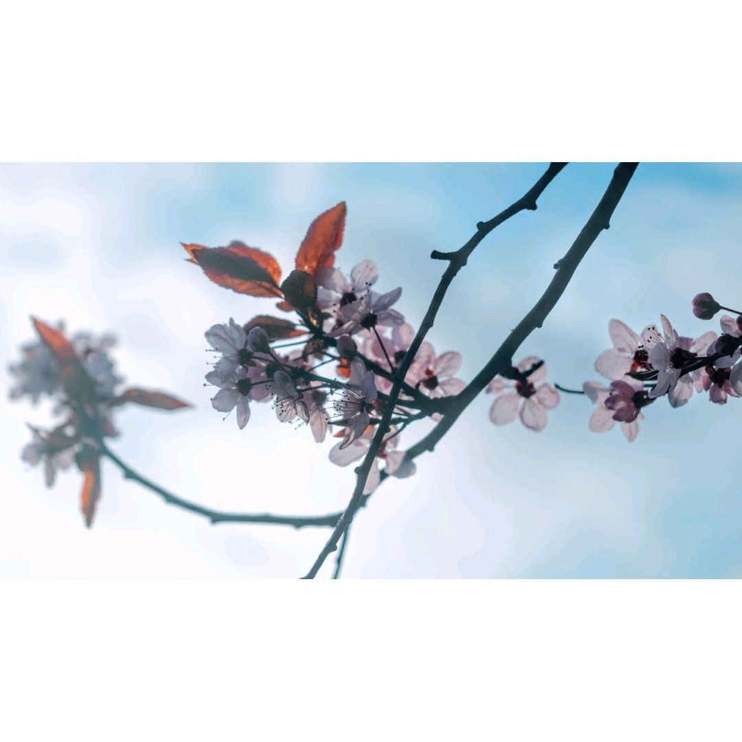magnusjoss's tweet photo. Shot is too nice for you to be reading the caption.
#cherryblossom #springtrends #springstuff #pastel #purdy #natureshot #treesbruv #sonyA7 #postprocessing https://t.co/Cg0t33gx1i
