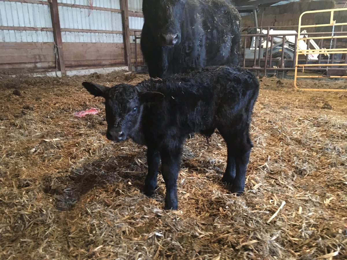 First calf of 2019 is finally here.