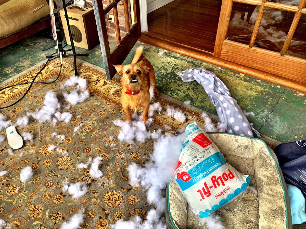 wigginstock's tweet image. Stray dogs are jerks. #muttsoftwitter