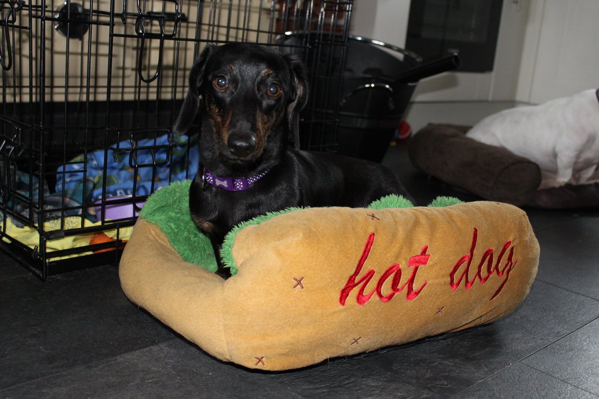 Tatchell95's tweet photo. @Peperami I think Poppy would love a #Puperami costume to go with her hot dog bed !!! https://t.co/DjeJYFWR6N