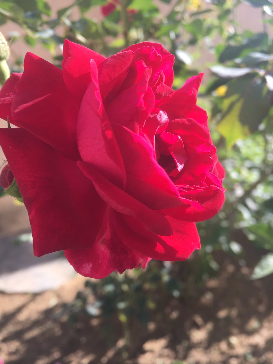 BilalKhan90's tweet photo. #SpringTweet https://t.co/73uhbKKDJu