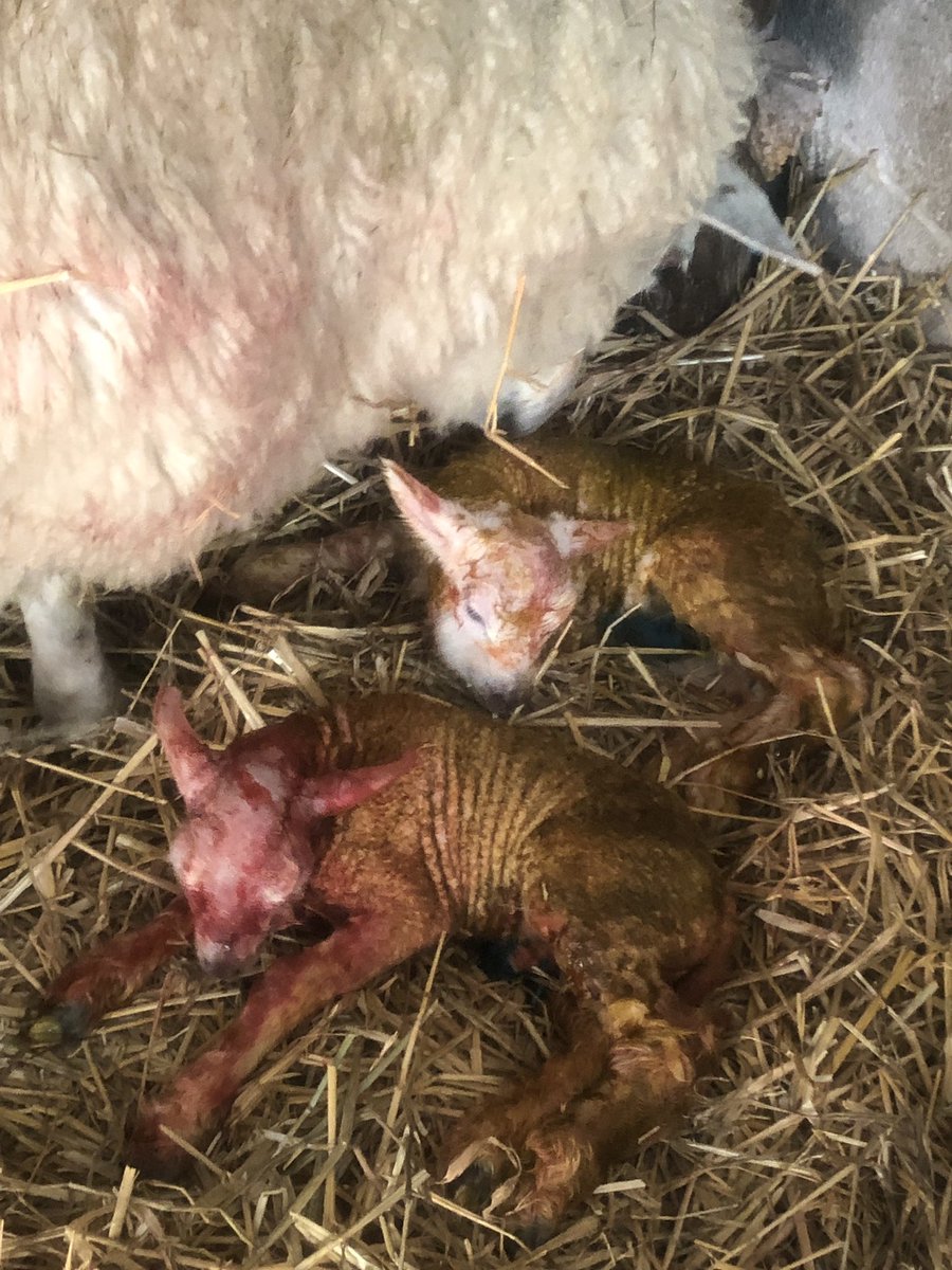 Busy morning , just stopped . 
When lunch is a packet of mini eggs ! 
#LAMBING19