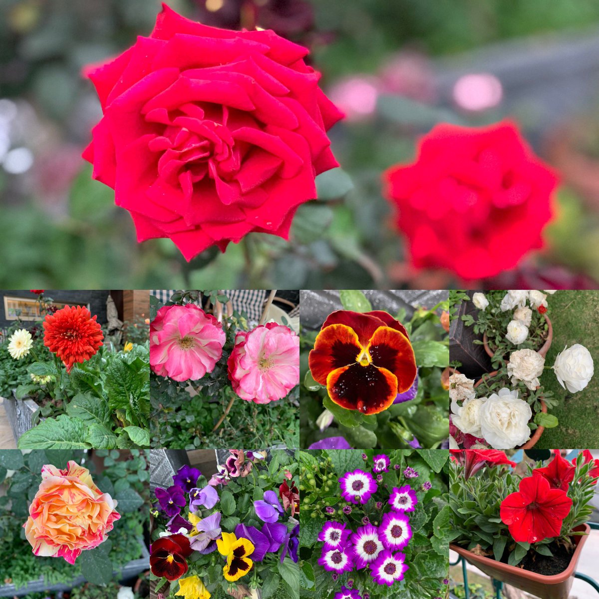 Z_MufakkirJUI's tweet photo. The Spring in my garden #SpringTweet #Loralai #FlowerShow @Z_MufakkirJUI https://t.co/hjmJ31wAeZ