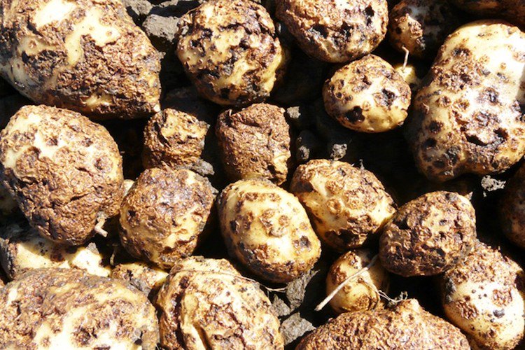 growernews's tweet image. New cultural practices may be used to control common scab in potatoes according to the latest research results. #potatoes #commonscab 

thegrower.org/news/potato-co…