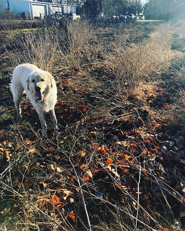 MartysAcre's tweet photo. Cleaning up the Acre for spring planting. #coulter #mansbestfriend #lotsofhelp https://t.co/dLRmCBy0PE