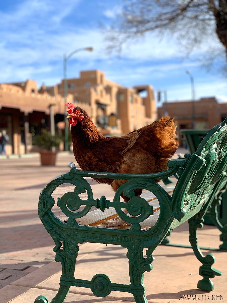 SammiChicken's tweet photo. The Santa Fe Plaza is a great place to people watch. But for some reason I feel like everyone is watching me. 👀 Or maybe they're staring at the cheesy guy I'm with.
#santafeplaza #santafe #newmexico #chickenofthesea #beachchick #ladbible #unilad #9gagcute #animalsco #picoftheday https://t.co/vAPnEZzC3E