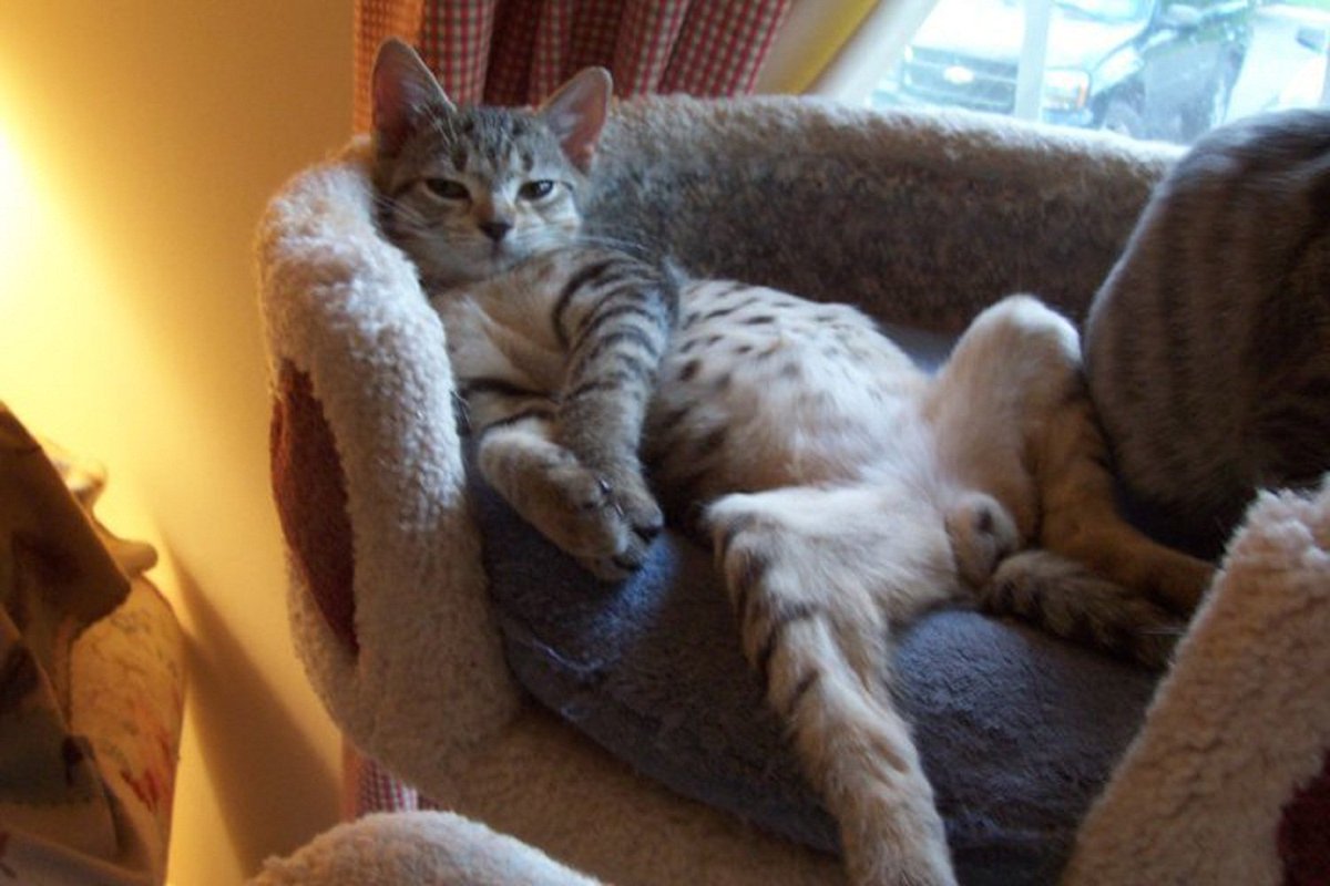 CharmCityAnimal's tweet photo. @PurinaCatChow #MyNaturalCat https://t.co/gl5s3WtCQF