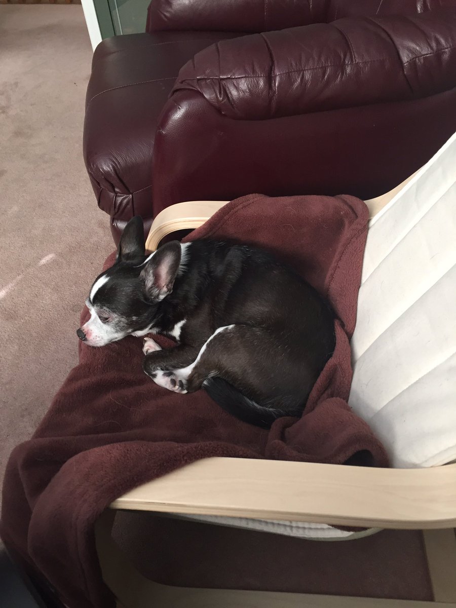 LightningSlim1's tweet image. Kipper doesn’t much care for derby but he’s game for sitting all day.  And yes, he’s a Chihuahua so that’s his own miniature chair. #DogsOfWFTDA #WOOFDA #LobstahRoll2019