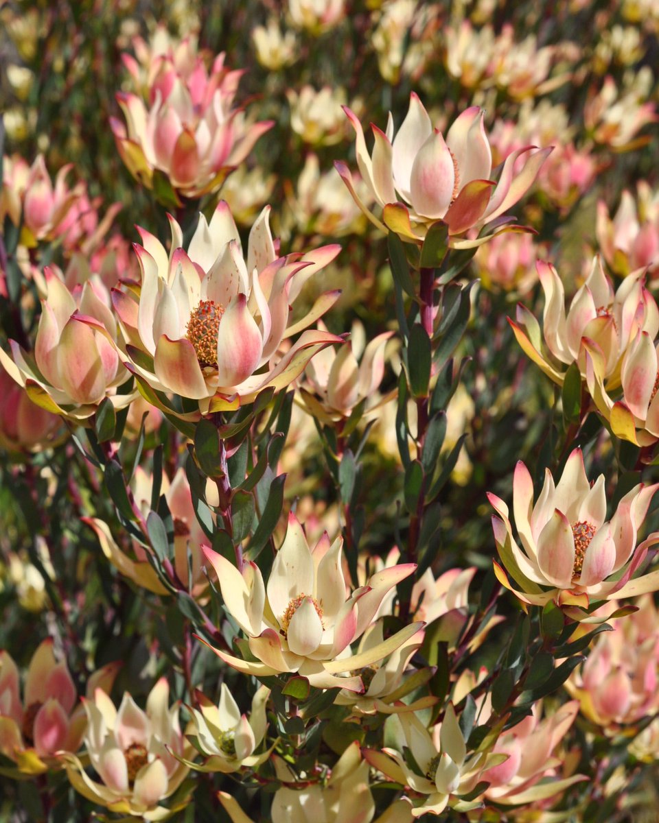 He who seeks beauty will find it. -Bill Cunningham 🌸🌿🌸
#saturdayvibes #beautyyouseek #flowers #protea #Leucadendron #inthefield #CAGrown