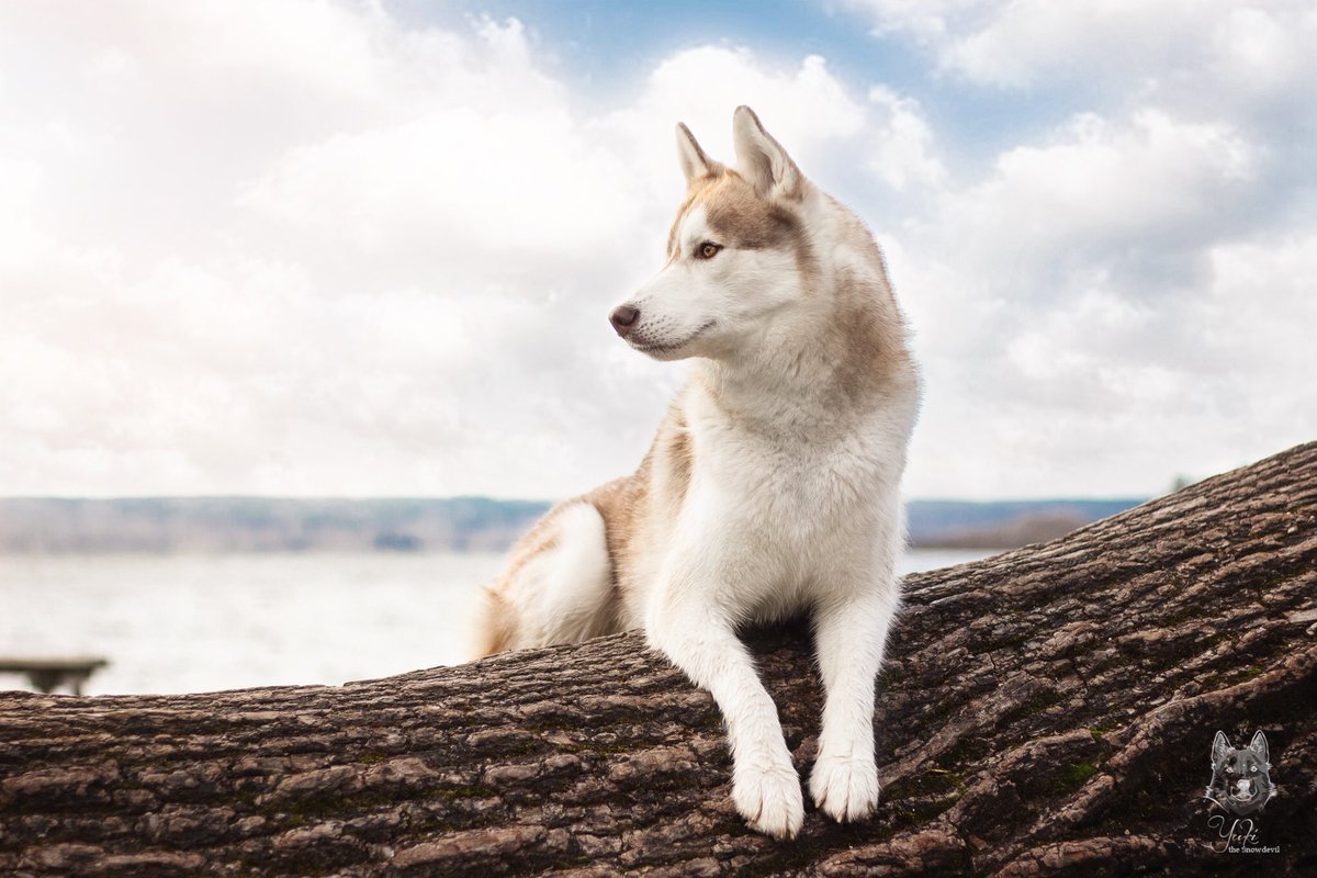 Schönes Wetter am Ammersee genießen 🐺🐾

#siberianhusky #husky #ammersee #dogphotography #canon