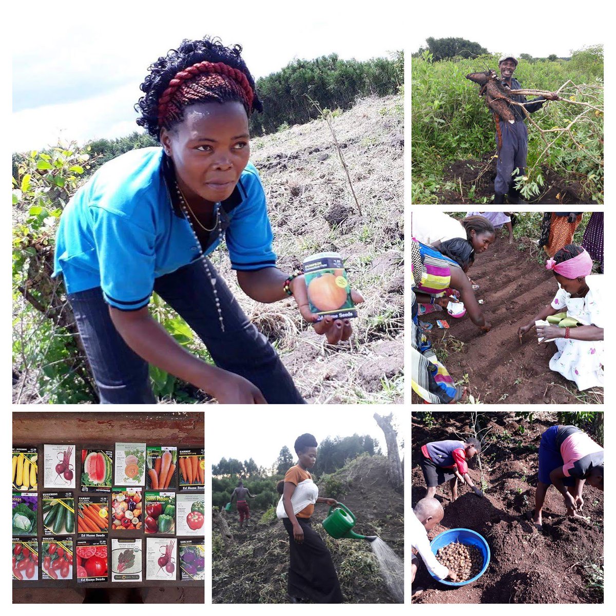 STARL1GHTFAMILY's tweet image. SOS Send Orphans Seeds - providing vegetables for the children with your help starlightfamily.org/support/curren…