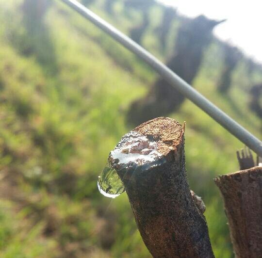 #Bourgogne #ChambolleMusigny  #LesAmoureuses La vigne pleure #sève #printemps #renaissance #wine #winelovers