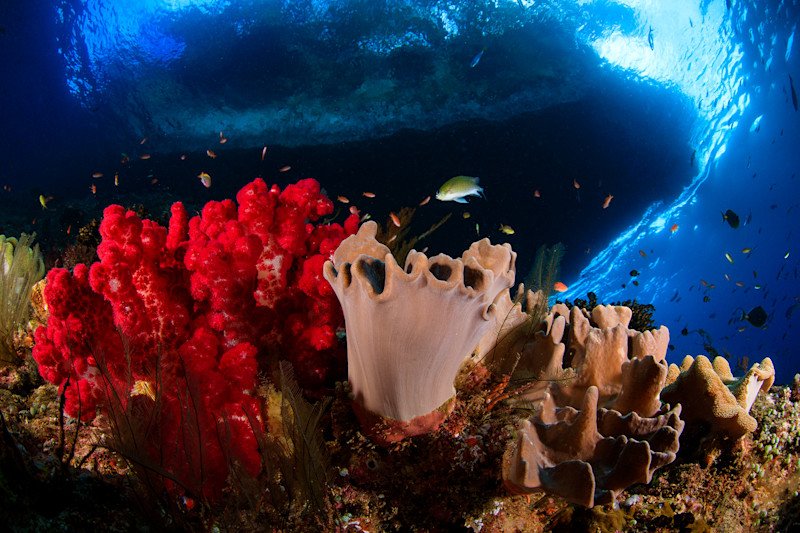 "The ocean is being totally pillaged" - why there's never been a better time to protect the ocean virg.in/UNV
#readbyrichard #saveourseas <a href="/oceanunite/">OceanUnite</a>