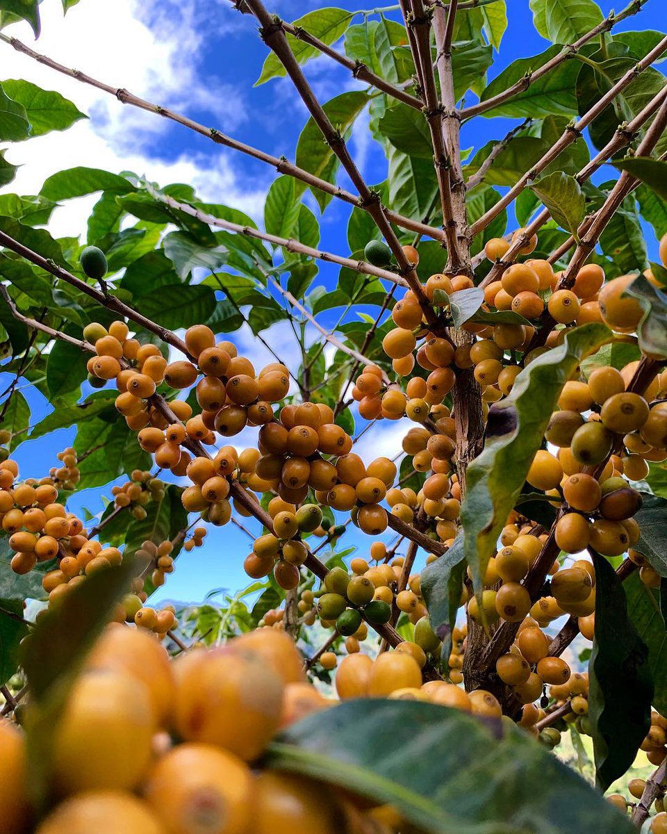 GoldMtnCoffee's tweet photo. ⚡ Getting high levels of creaminess in our yellow catuais and yellow caturras!
🙌 We're preparing several lots of yellow variety coffees! Want to preorder? Write sales@goldmountaincoffeegrowers.com
#GoldMtnCoffee #naturalprocesscoffee #scaa https://t.co/5cyjrxJy3t