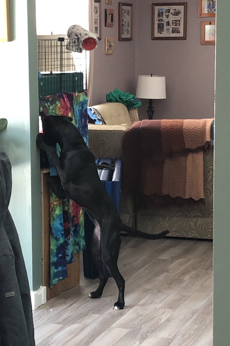 NoodlesGPig's tweet photo. Daisy. Has decided. That the doggo is her friend. So now they visit. On the regular. https://t.co/MpmVtYY7fQ