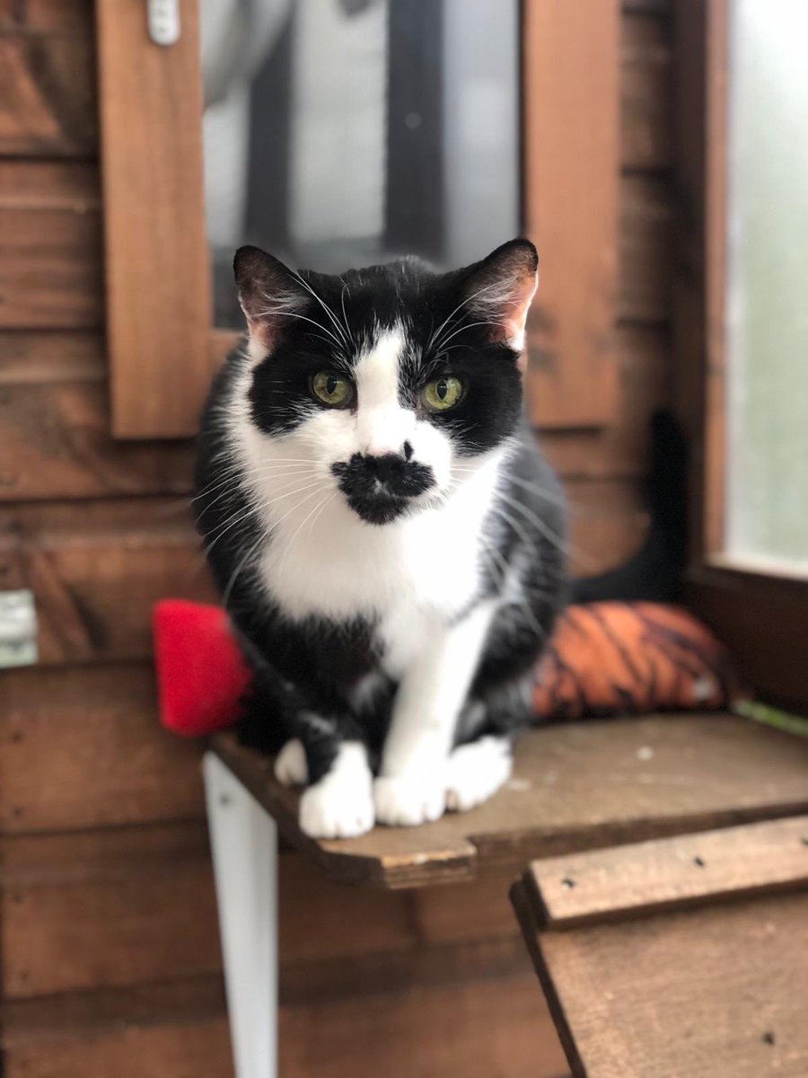 Cats in North Oxfordshire tweet media