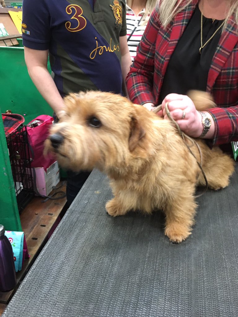 crufts border terrier 2019