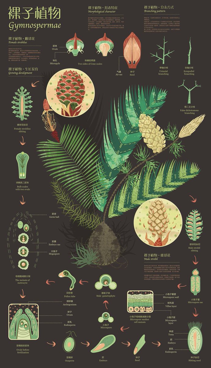 BioMatty's tweet photo. Beautiful artwork from @plantae_org #plantbiology #scienceandart #scicomms https://t.co/XWJyhlRcfx