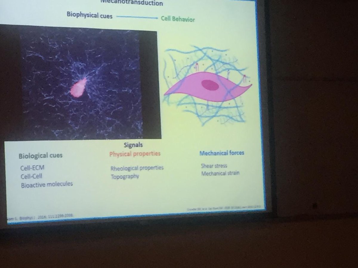 SimposioBiofab's tweet image. El Dr. Edgar Krotsch con una gran plática sobre la Matriz Extracelular y Dr. Mario Chopin en Biotintas. Dos temas FUNDAMENTALES en la Bioimpresión. @INR_MX #CENIAQ #Biofabricación2019 #BiofabricacionMexico #RegenerativeMedicine #Bioprinting #3Dprinting