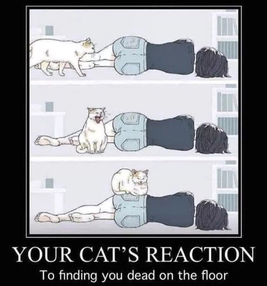 aye_manda_panda's tweet photo. #cats give no fucks 😂 https://t.co/ttzRrIQfyh