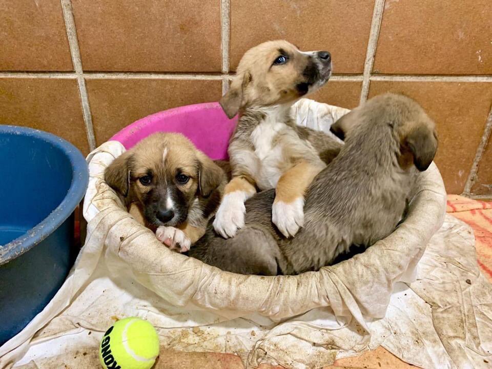 amigosdelperro's tweet photo. URGENTE CACHORROS EN ADOPCION:
MAGIE, EDNA, SELMA, MILHOUSE, NELSON, KRUSTY y APU. https://t.co/M8TSI4VHa0