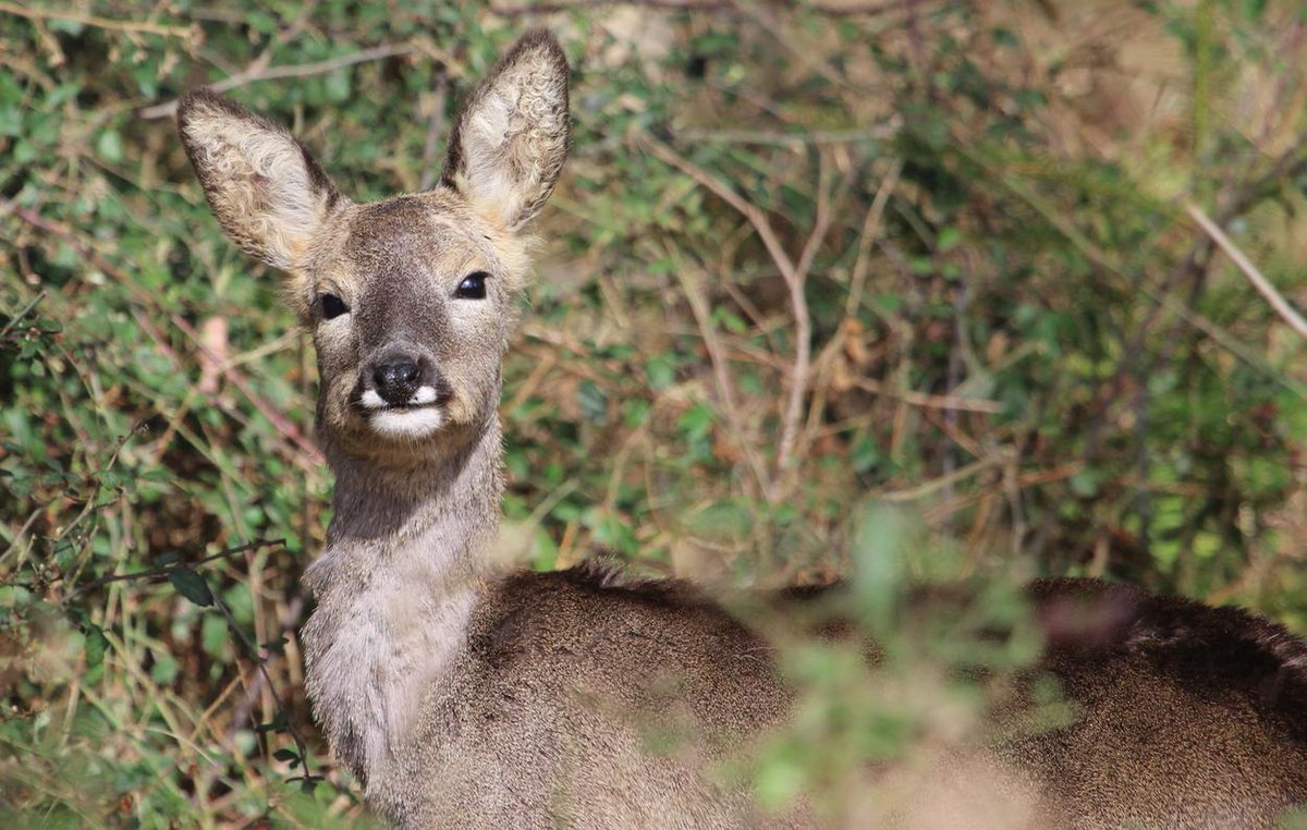 newforestdeer's tweet photo. Roe doe today @NewForestNPA @Tracking_Signs @JoLangb @wildlife_uk @NatureUK @BBCCountryfile @BBCSpringwatch @WildlifeMag @NewForestNP @iNatureUK @TheDailyDeer https://t.co/XN2xQHU9Ks