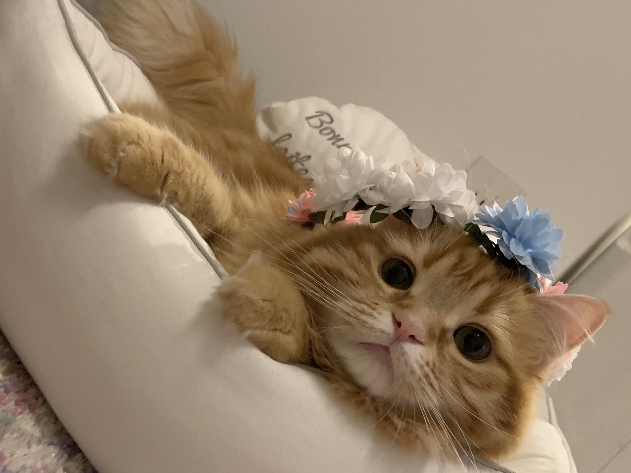ちくわ かわいいかわいいちくわちゃん お誕生日おめでとう ずっとずっと甘えんぼの赤ちゃんのままでいてね T Co Rutw8qka2v Twitter