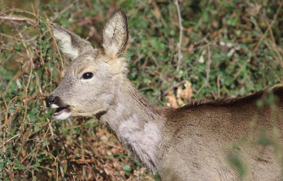 Roe doe today <a href="/NewForestNPA/">New Forest NPA</a> <a href="/Tracking_Signs/">Forest Tracker 🇺🇦</a> <a href="/JoLangb/">Jochen Langbein2</a> @wildlife_uk <a href="/NatureUK/">NatureUK</a> @BBCCountryfile <a href="/BBCSpringwatch/">BBC Springwatch</a> <a href="/WildlifeMag/">BBC Wildlife</a> @NewForestNP <a href="/iNatureUK/">iNatureUK</a> @TheDailyDeer