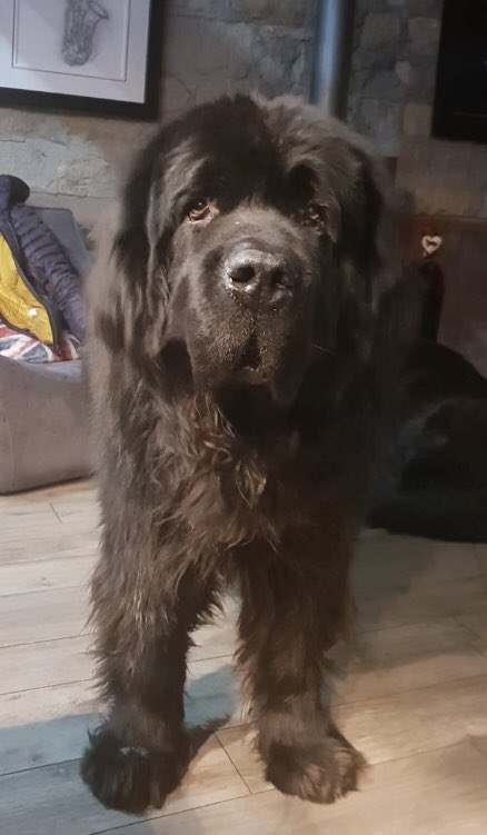 Angel Nemo Newfoundland tweet media