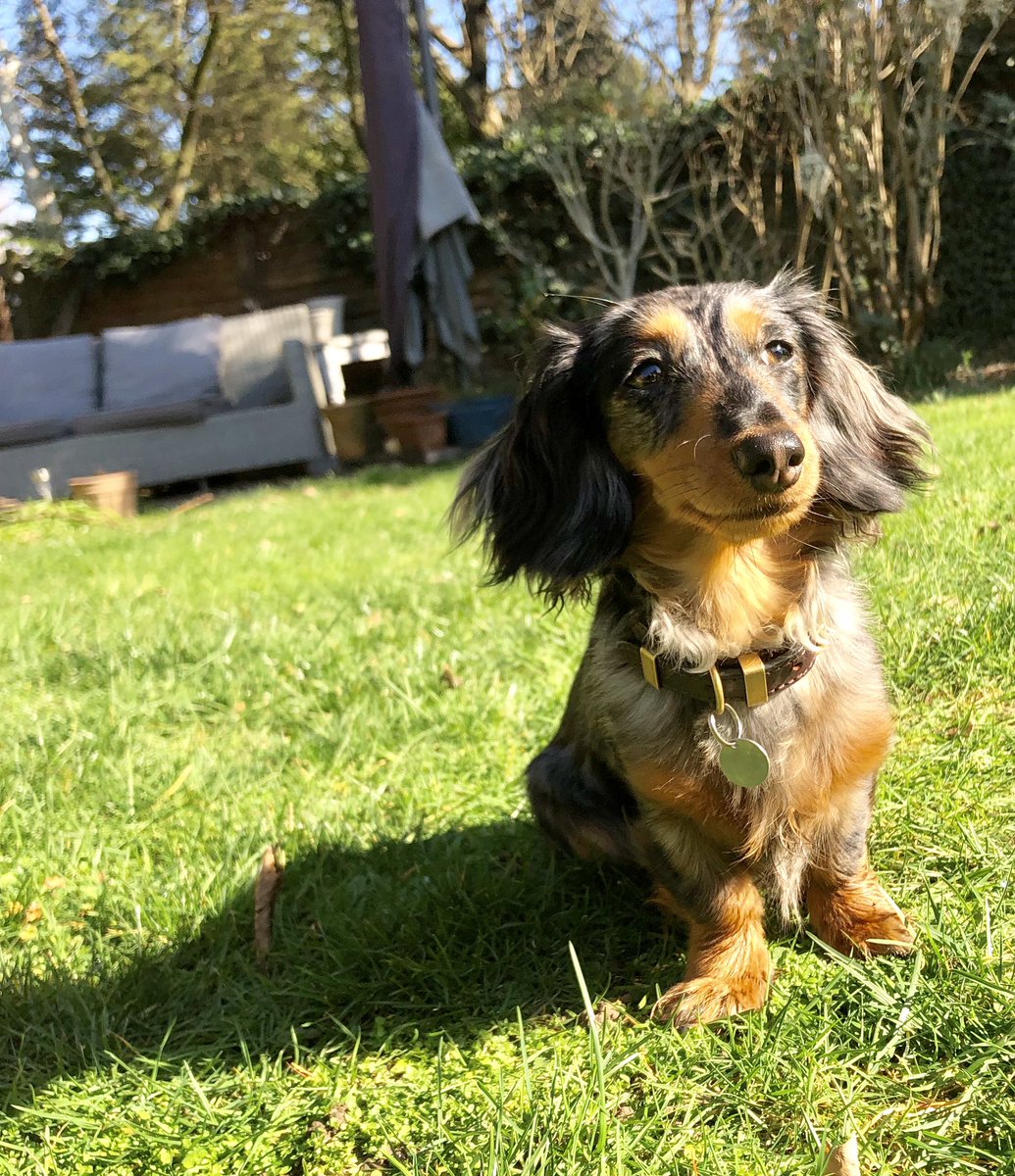 HuxandRosa's tweet photo. @Peperami Two super furry #Puperami pups here who would love to #win an awesome costume!! Weโre naked otherwise ๐๐พ #dachshund #sausagedog https://t.co/0a3h3t9QUF