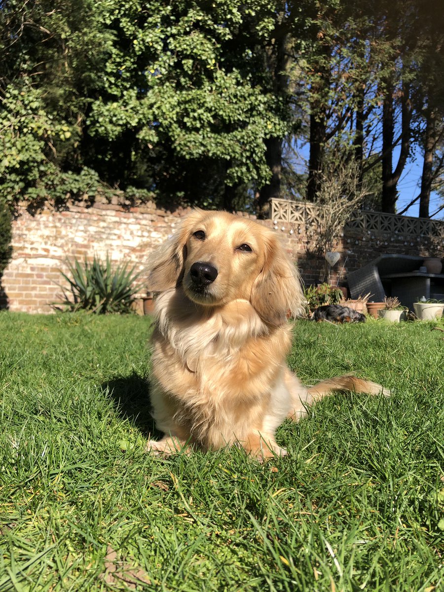 HuxandRosa's tweet photo. @Peperami Two super furry #Puperami pups here who would love to #win an awesome costume!! Weโre naked otherwise ๐๐พ #dachshund #sausagedog https://t.co/0a3h3t9QUF
