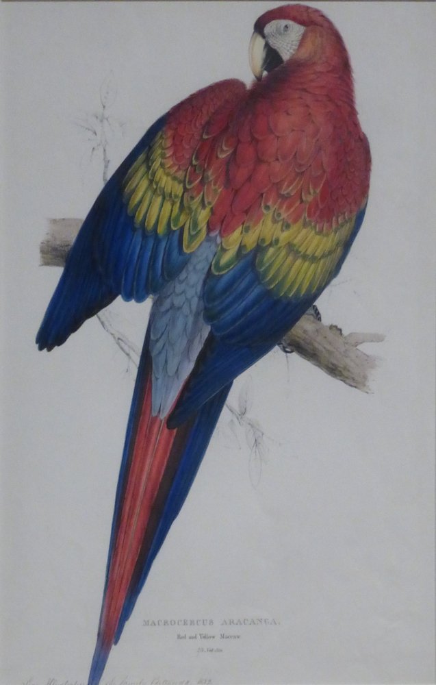 VictorianWeb's tweet photo. You looking at me?  Macrocercus Aracanga (Red and Yellow Macaw), by Edward Lear, 1832. #DidYouKnow Lear first made his name as an ornithological illustrator? https://t.co/ubwiUCZvqf (photographed at the brilliant #Ruskin #PowerofSeeing exhibition @TwoTemplePlace) https://t.co/nYruAGzT7T