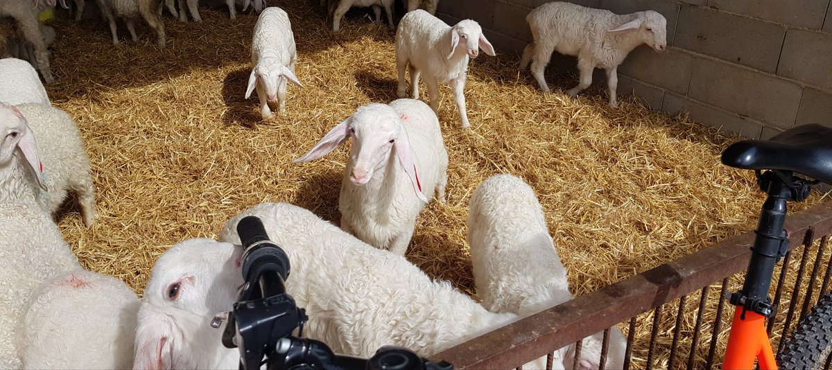 Una nueva  generación...los mejores corderos daran la mejor leche para la fabricacion del mejor 🧀🧀
quesosrico.com