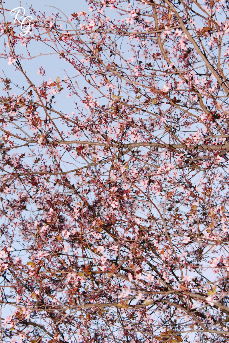RitaGuida5's tweet photo. "Cos'è la vita senza l'amore?
È solo un albero che foglie non ha più!"
#Nada #chefreddofa #ultimiromantici #photooftheday #photographer https://t.co/ZFvxPUBxWU