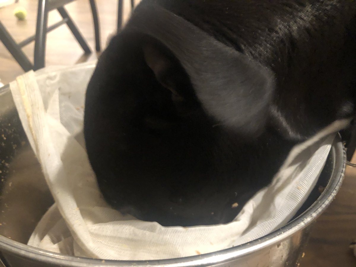 Sorry for the lack of tweets/posts, but my owner put me on punishment. Apparently I got to the grains too early 😔😢🐶

#Homebrew #HomebrewChicago #TheHomeBrewPooch