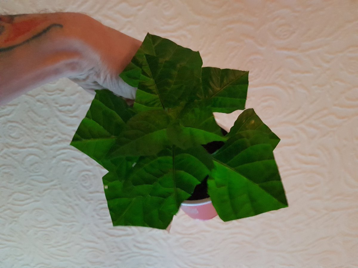 NEUKChillihead1's tweet photo. Trimmed the plants so they have more room to grow and it helps them become good healthy plants #trimmed #chillies #plants #growyourown https://t.co/9m8nbqBRzP