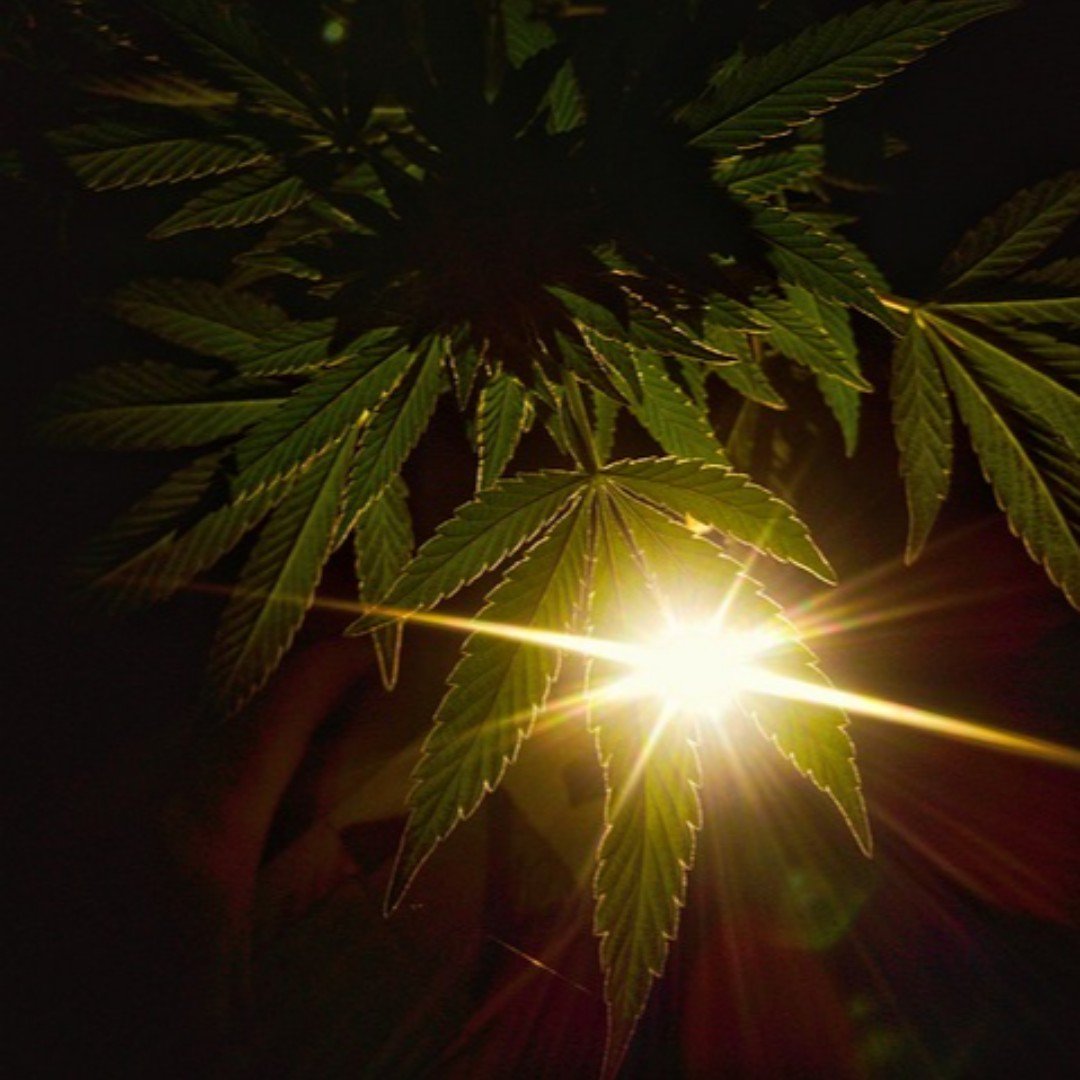 #ChooseCannabis: Re-introduce Love to Life.

Research is ongoing, but there is evidence that cannabis can help some men leave #Viagra completely

#Cannabis #Marijuana #THC #CBD #Indica #Sativa #OnlineDispensary #Canada #MoM #Evolution #HigherLiving