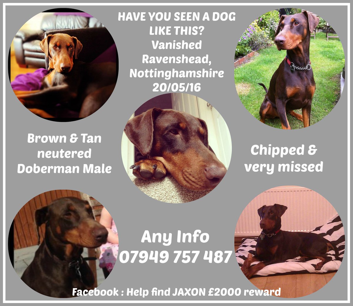 #doberman #findjaxon #stolen