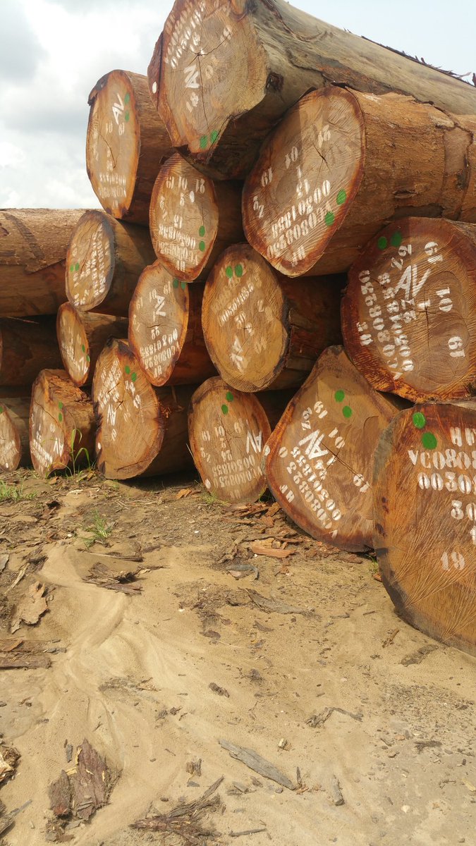 AfricanHardWood's tweet photo. Azobe wood available in Cameroon https://t.co/rQCQg9WTcY
