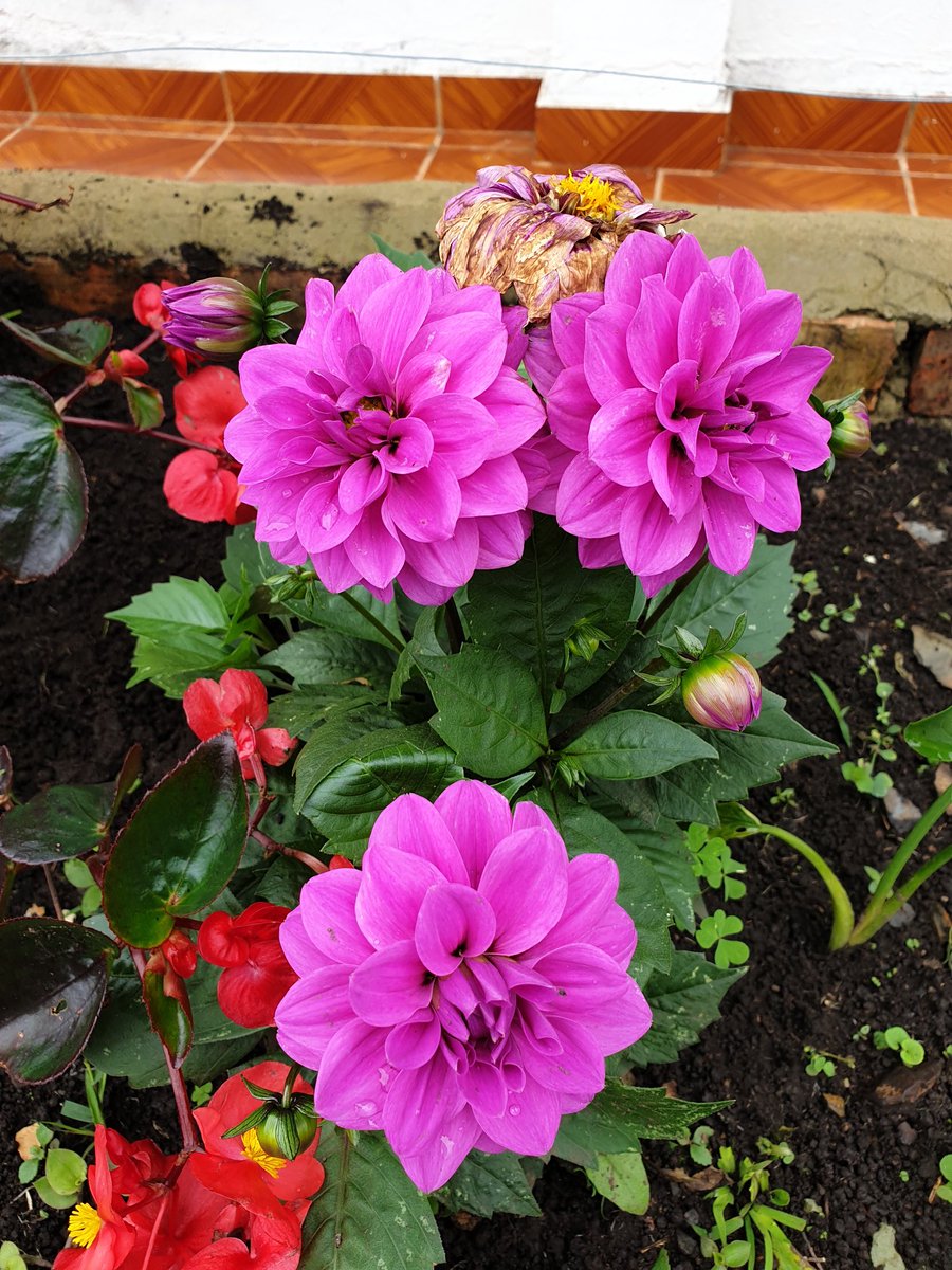 glosamaos's tweet photo. Sin filtros...no lo necesitan, su belleza es única. Pacho, Cundinamarca, Colombia. #spamdeflorescolombianas https://t.co/FQbP5pFhrZ