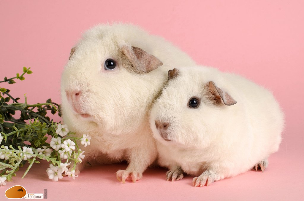 CobaisRentonar's tweet photo. Sayaka con su hijita Desdémona, las dos Us teddy blanquitas que posan así de curiosas. 
#cobaisdelrentonar #cute #guineapig #guineapiggy #guineapiggies #guineapiglove #guineapig  #guineapigofinstagram #cavia #cavies #caviashow #caviario #cobi #cobis #caviabreed https://t.co/KJhAJvsxEf