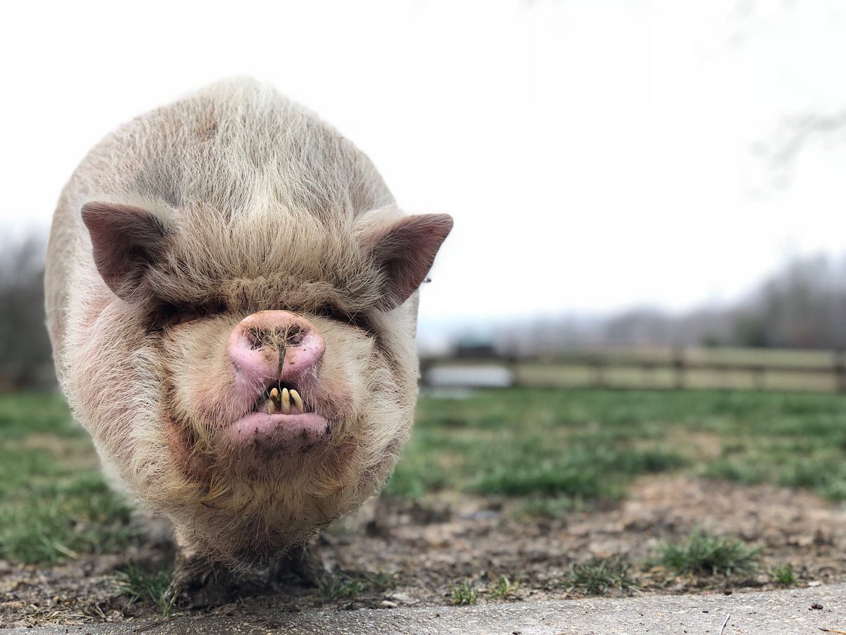 ThePigPreserve's tweet photo. Glitter here! Have ya’ll checked out all the different ways you can help us pigs at the preserve on our new IndieGoGo campaign? Every little amount helps us to get closer to our goals. The link is in our profile!🐽 #ShesGlitter #Pigs https://t.co/ee4ZYlFoND