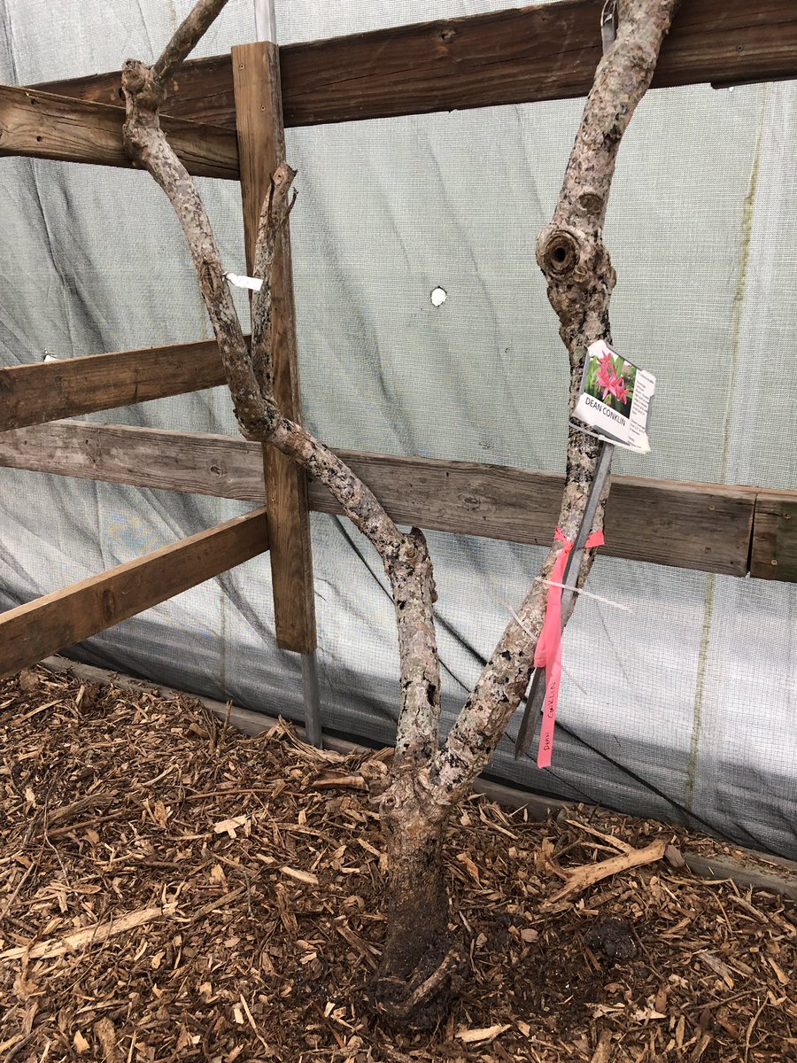 psstcorpus's tweet photo. 21 plumeria trees without an ID are currently stored near the maintenance area.Sad News: Dean Conklin Plumeria tree has not survived the winter.  There is a very small stump that remains and Gordan (PSST member) will attempt to foster. RIP Dean Conklin https://t.co/6Wv25M2GU0